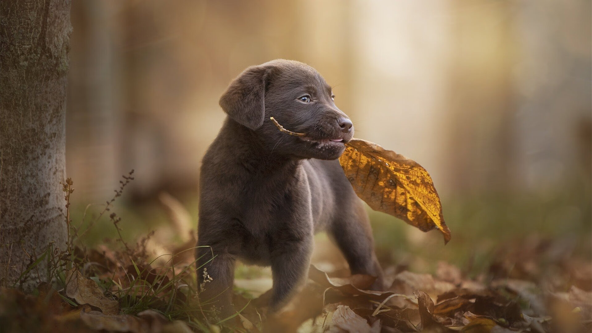 雷霆万钧碾压式胜利，杜兰特演绎死神降临时刻
