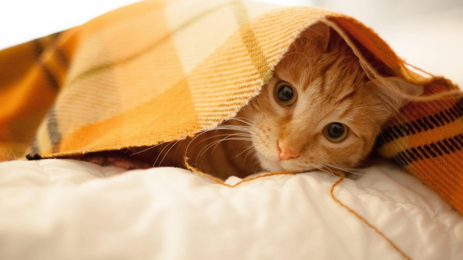 攻防转换的艺术，阿拉巴核心闪耀却难阻美国正面击溃巴拉圭