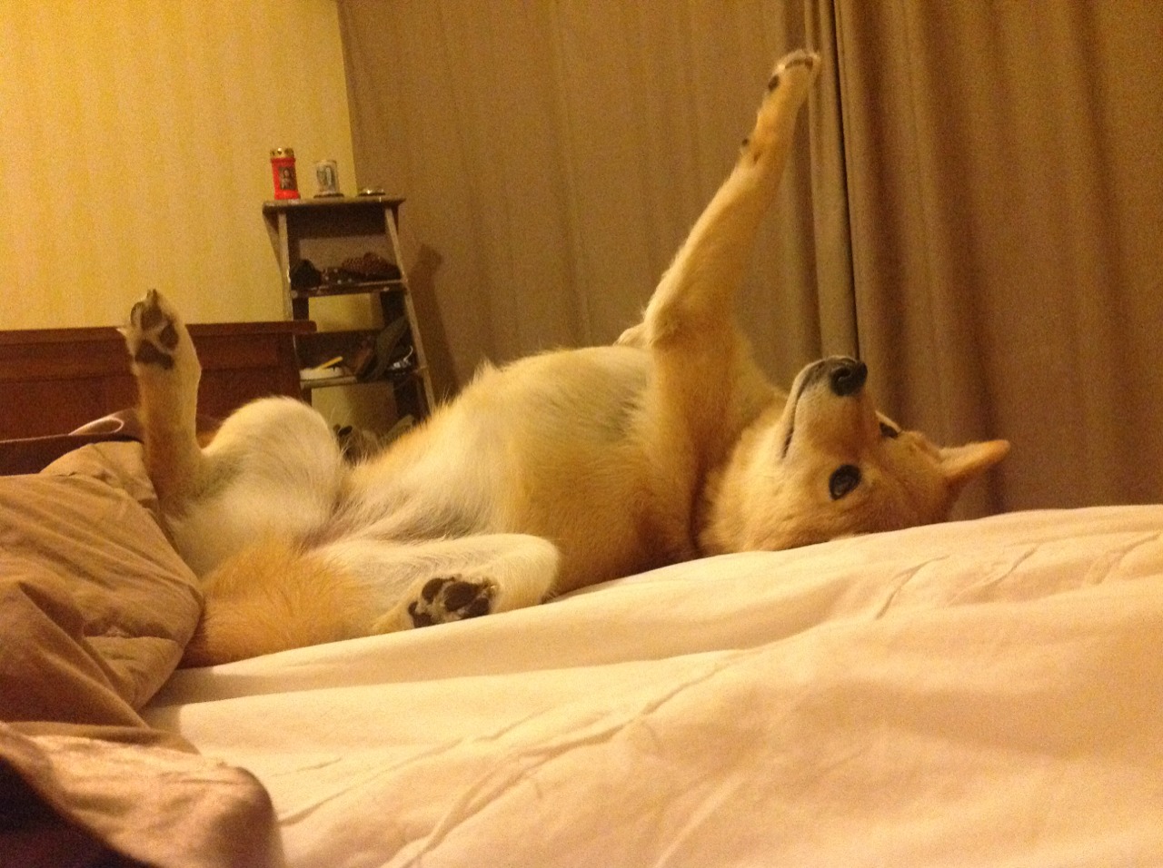 当东方巨龙撞碎星辰，欧冠模拟战广厦史诗级击溃篮网启示录