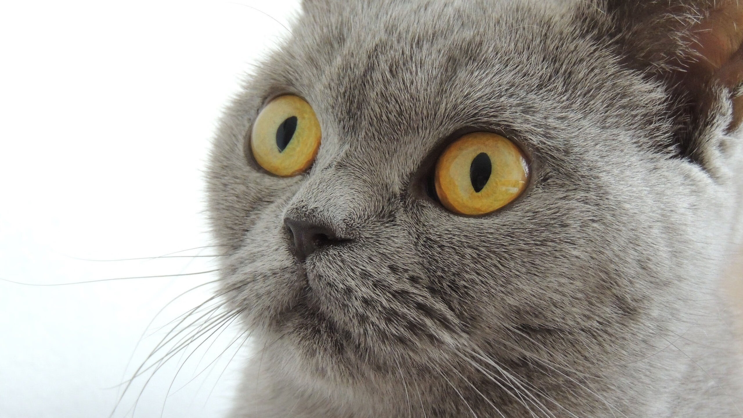 恩佐西决生死战封神，马德里竞技打穿哥斯达黎加晋级