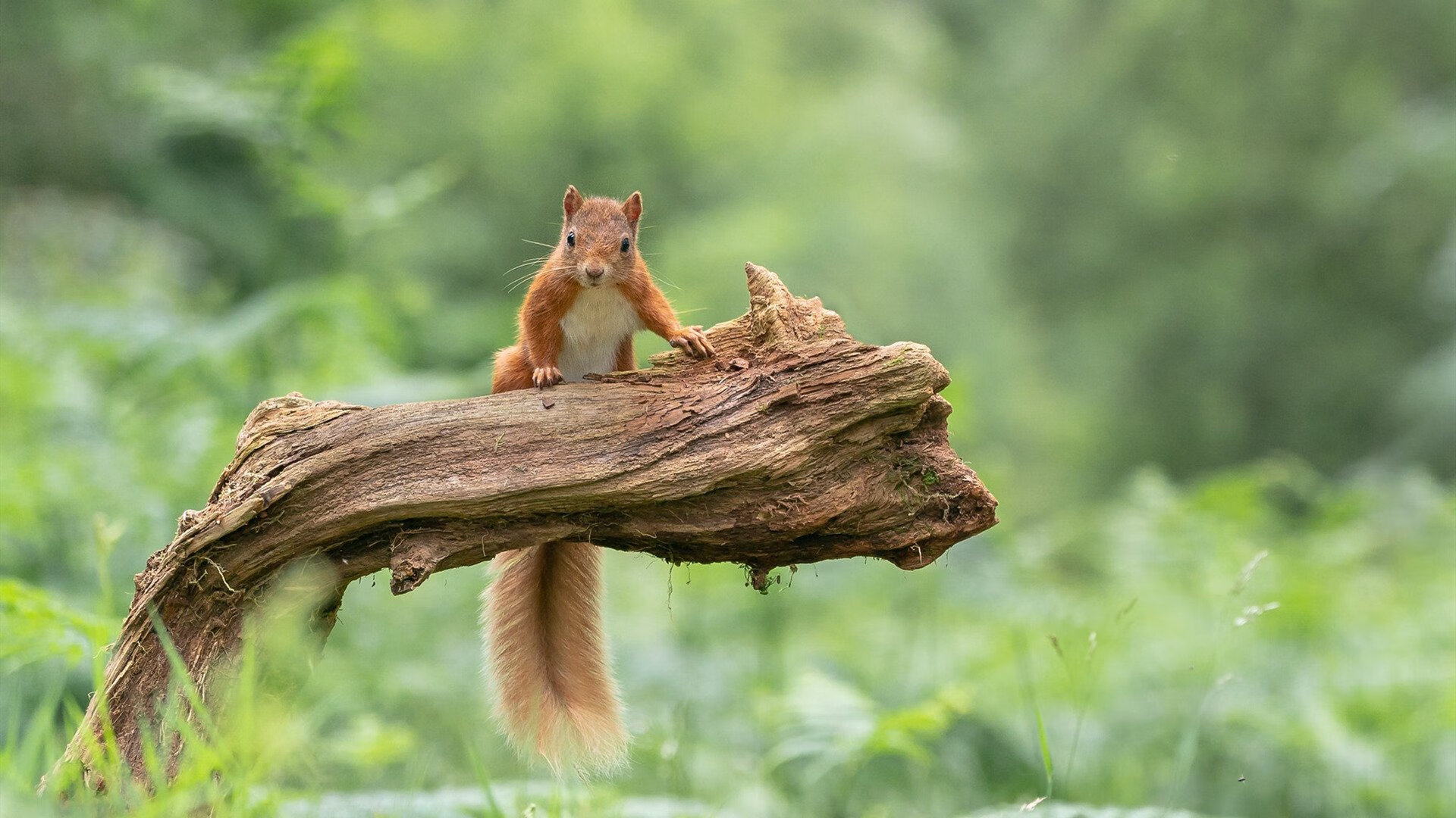 篮球双雄会，辽宁队斩落尼克斯，克莱抢七定乾坤
