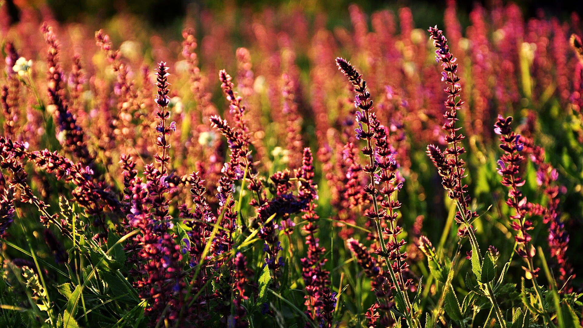 意甲焦点战之夜，当绿茵场升起莫兰特式的孤勇者