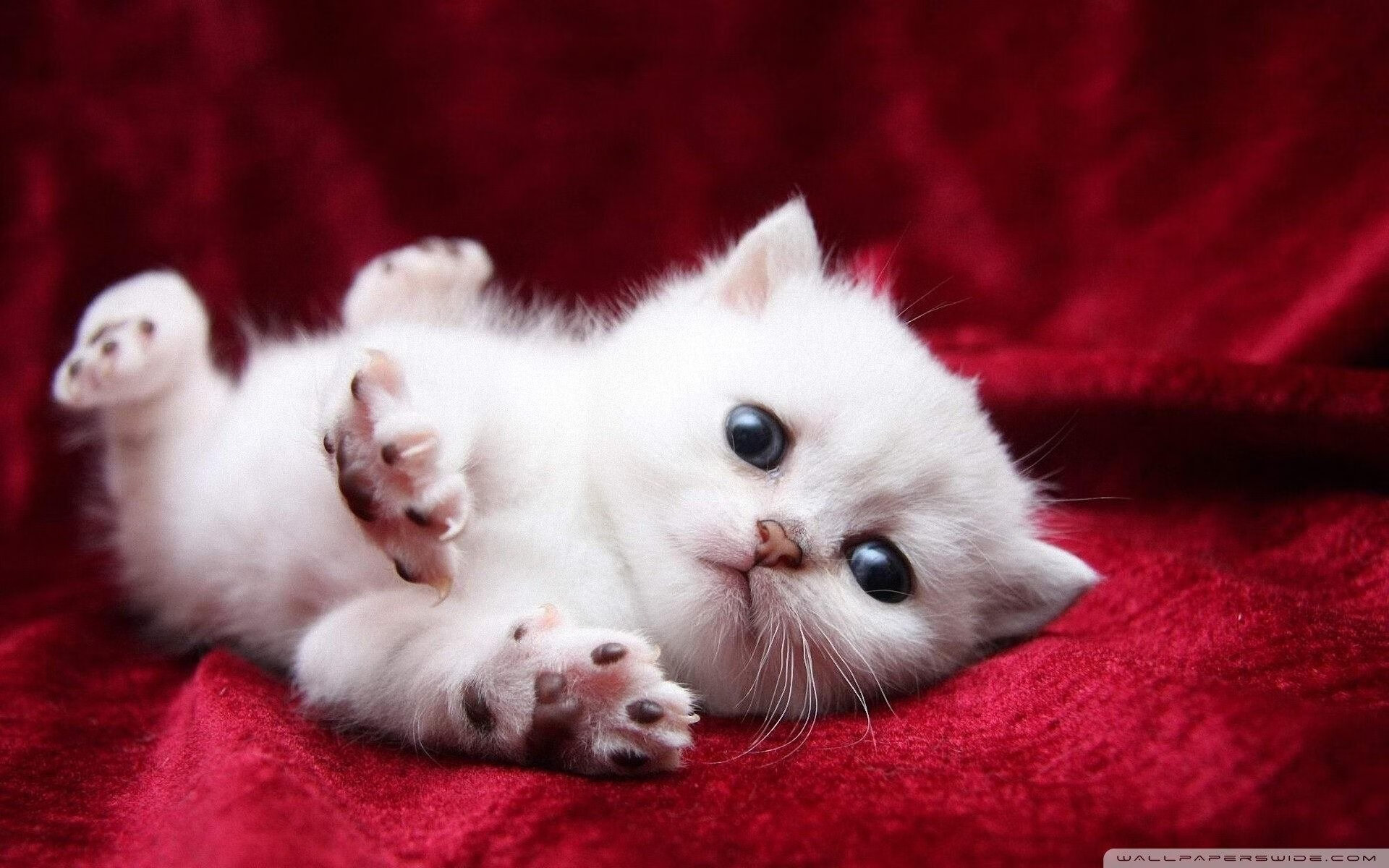 铁闸镇蓝月，当芬兰森林撞上曼城风暴，阿坎吉如何成为全场唯一答案？