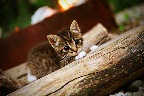 开云体育平台APP-新王加冕，美国横扫墨西哥引爆世界排名争夺战