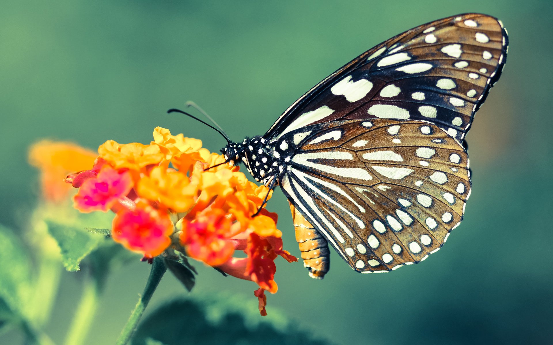 森林狼踏平雄鹿，恩比德欧冠半决赛接管比赛—双线赛场上的篮球盛宴