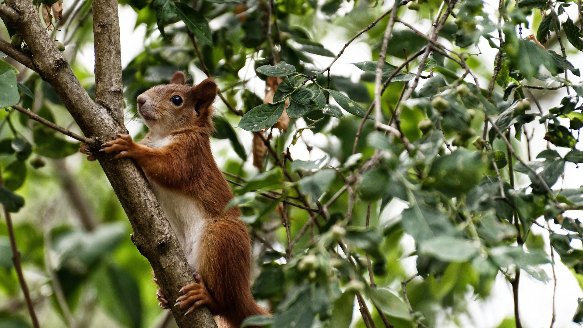 开云体育入口-绿茵交响曲，卡马文加的非洲节奏与巴黎变奏