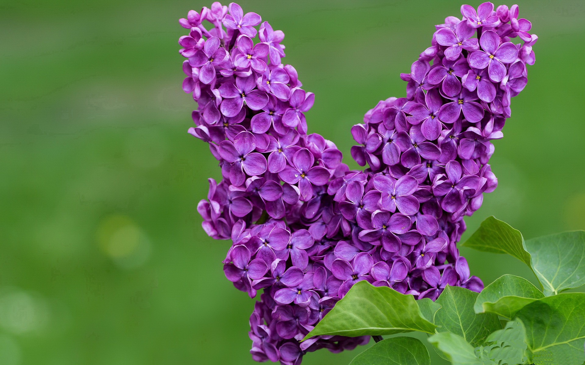 绿茵交响曲，卡马文加的非洲节奏与巴黎变奏