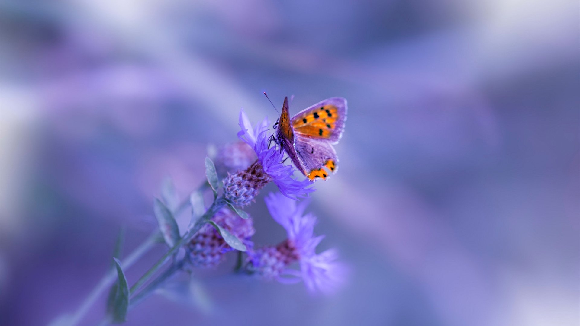 惊天逆转夜,阿劳霍爆裂破局,尼斯气走莱比锡红牛!